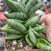 A close-up image of a potted succulent plant with green, spotted leaves.