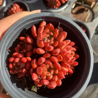 May include: A close-up of a succulent plant with vibrant red and orange leaves. The plant is in a dark gray plastic pot. Other similar plants in pots are visible in the background, suggesting a nursery or garden setting.