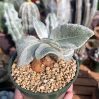 Rare Succulents - Sinningia leucotricha (no leaves)