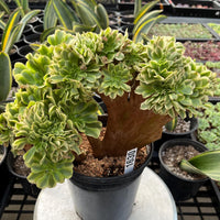 Rare Succulents, Aeonium Variegated Maybach Crested, Live Plant, Grower’s Choice