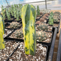 Rare Cactus - Myrtillocactus Geometrizans variegated