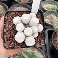 Rare Cactus - Epithelantha Bokei Cluster Seed Grown