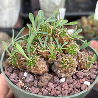 Rare Euphorbia Japonica | Globular Caudex Succulent