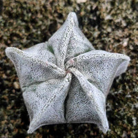a close up of a flower on the ground