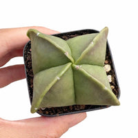 Astrophytum Myriostigma, Live Plant Rare Cactus, Great for Beginners, 2 Inches, Starter Plant