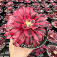 Rare Succulents, Aeonium Medusa Single Cutting (3.5”), Live Plant
