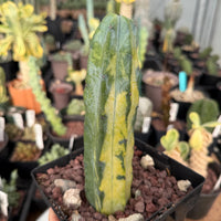 Rare Cactus - Myrtillocactus Geometrizans variegated