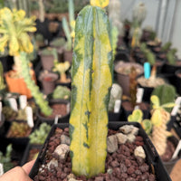 Rare Cactus - Myrtillocactus Geometrizans variegated