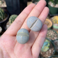 Rare Succulents - Dintheranthus Wilmotianus (0.5”)
