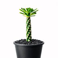 Euphorbia Royleana – Rare Succulent Plant – Live Indoor/Outdoor Houseplant