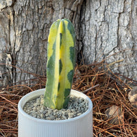 Rare Cactus - Myrtillocactus Geometrizans variegated