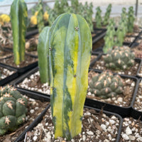 Rare Cactus - Myrtillocactus Geometrizans variegated