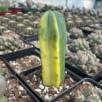 Rare Cactus - Myrtillocactus Geometrizans variegated