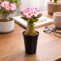 Desert Rose Adenium Obesum, 3/6 Plants, Starter Seedling, Rare Succulent