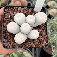 Rare Cactus - Epithelantha Bokei Cluster Seed Grown