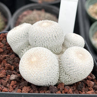 Rare Cactus - Epithelantha Bokei Cluster Seed Grown