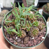 Rare Euphorbia Japonica | Globular Caudex Succulent