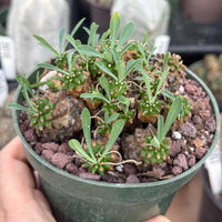 Rare Euphorbia Japonica | Globular Caudex Succulent