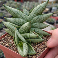 Rare Sansevieria Mini Boncel Succulent: Compact Easy-Care Indoor Plant
