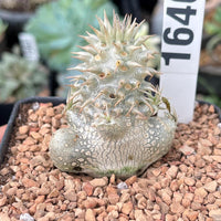 Rare Succulents - Pachypodium Brevicaule, Growers Choice