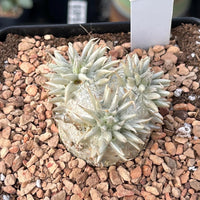 Rare Succulents - Pachypodium Brevicaule, Growers Choice