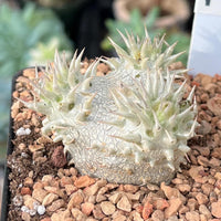 Rare Succulents - Pachypodium Brevicaule, Growers Choice