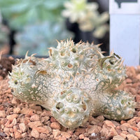 Rare Succulents - Pachypodium Brevicaule, Growers Choice