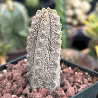 Rare Euphorbia - Euphorbia Abdelkuri grey small (3.5” pot)