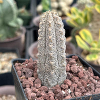 Rare Euphorbia - Euphorbia Abdelkuri grey small (3.5” pot)
