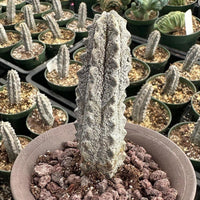 Rare Euphorbia - Euphorbia Abdelkuri grey small (3.5” pot)
