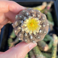 Rare Cactus - Copiapoa Hypogaea