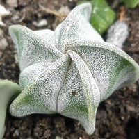 a close up of a plant on a dirt ground
