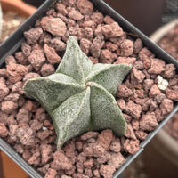 a person holding a small plant in their hand
