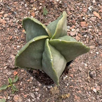 Rare Cactus, Astrophytum Myriostigm 2", Live Cactus Plant