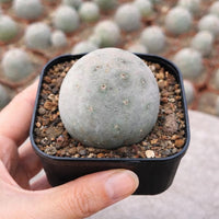Rare Cactus, Tephrocactus Geometricus (Single Ball cutting), Live Plant