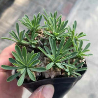 Rare Euphorbia Japonica | Globular Caudex Succulent