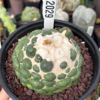 Coryphantha elephantidens cv. Inermis 6” Pot