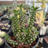 Euphorbia Royleana Large Cluster Rare Succulent Euphorbia Plant – Live Indoor/Outdoor Houseplant
