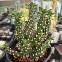 Euphorbia Royleana Large Cluster Rare Succulent Euphorbia Plant – Live Indoor/Outdoor Houseplant