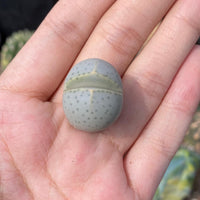 Rare Succulents - Dintheranthus Wilmotianus (0.5”)