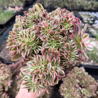 Rare Succulents, Aeonium Variegated Pink Witch Crested, Live Plant, Grower’s Choice