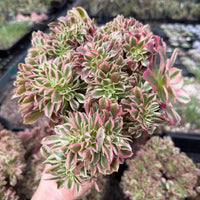 Rare Succulents, Aeonium Variegated Pink Witch Crested, Live Plant, Grower’s Choice