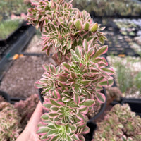 Rare Succulents, Aeonium Variegated Pink Witch Crested, Live Plant, Grower’s Choice
