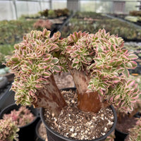 Rare Succulents, Aeonium Variegated Pink Witch Crested, Live Plant, Grower’s Choice