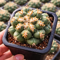 Rare Cactus, Coryphantha Elephantidens var. Tanshi