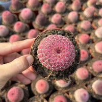 Rare Rainbow Cactus Echinocereus Rigidissimus, Starter Plant, Live Plant