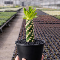 Euphorbia Royleana – Rare Succulent Plant – Live Indoor/Outdoor Houseplant