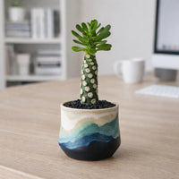 Euphorbia Royleana – Rare Succulent Plant – Live Indoor/Outdoor Houseplant