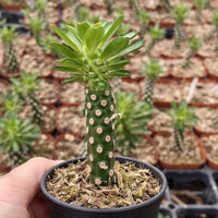 Euphorbia Royleana – Rare Succulent Plant – Live Indoor/Outdoor Houseplant