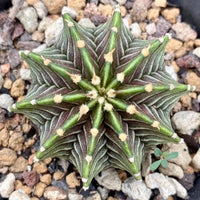 Rare Cactus, Gymnocalycium Mihanovichii LB2178 (2”), Live Plant